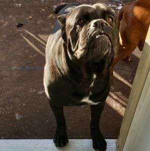 Meet your Posher, Henry